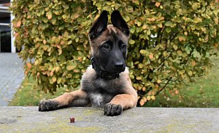 Noch ist Tequila die wahrscheinlich süßeste Polizistin der Stadt. Schon bald sollen das zumindest Kriminelle anders sehen. - Polizei Bielefeld