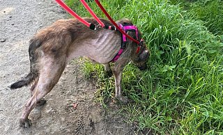 Diese vom Hof in Porta Westfalica gerettete Hündin ist so dünn, dass Rippen und Hüftknochen deutlich hervorstehen. Ihr ist außerdem so viel Fell ausgefallen, dass sie fast haarlos ist. - Tierschutzliga-Tierheim Bückeburg