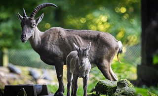 Die Zwei bekommen neue Nachbarn. Darunter Rheinische Kaltblutpferde, Schwarzbunte Rinder und Bielefelder Kennhühner. - Sarah Jonek