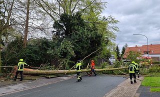 Der Biemser Weg wurde gesperrt, als die Feuerwehr dort einen Baum fällen musste. - Feuerwehr Herford
