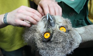 Große Augen: Das Uhu-Küken wird nicht gekrault. Ein Pfleger zupft sanft eine Feder aus dem Gefieder. Die Szene ist auf einem Video im Internet unter www.nw-news.de/herford zu sehen. Fotos: Kiel-Steinkamp - Frank-Michael Kiel-Steinkamp