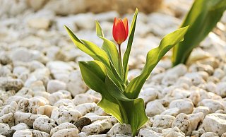 Naturschützer in NRW kämpfen gegen Schottergärten. - Pixabay