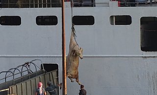 An einem Bein hängend wird ein Rind verladen - von Kroatien wird es in den Nahen Osten verschifft. - Animals International