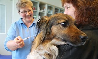 Hundehalter können ihre Tiere mit einer Impfung vor Staupe schützen. - Carmen Pförtner