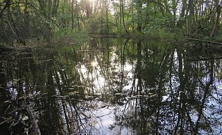 An der renaturierten Großen Aue in Rahden haben sich auch Auenwälder entwickelt. Das September-Blatt des Kalenders zeigt den Auenwald. - Winrich Dodenhöft