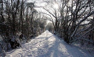 Die Morgensonne blinzelt durch die Äste und wirft ihr Licht auf den verschneiten Weg - schöner kann ein Winterspaziergang kaum sein. - Meiko Haselhorst