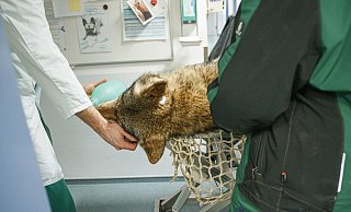 Seltener Patient in der Bielefelder Tierklinik. - Kati Hellweg
