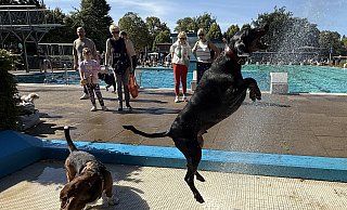 Dobermann Ayko konnte von der Regendusche beim Hundeschwimmen im Kreis Gütersloh nicht genug bekommen. - Gabriele Grund