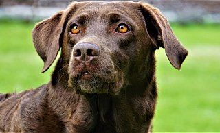 In Kaunitz hat offenbar jemand Giftköder ausgelegt. - Symbolfoto/ Pixabay