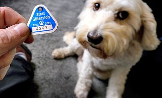 Auch für Kommunen im Kreis Höxter ist die Hundesteuer eine wichtige Einnahmequelle. Wie groß sind die Unterschiede? - Andreas Frücht