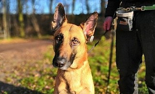 Malinois-Mix Prinz. - Tierheim Gütersloh