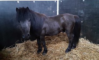 Der kleine Shetlandpony-Hengst. - Tierheim Bielefeld