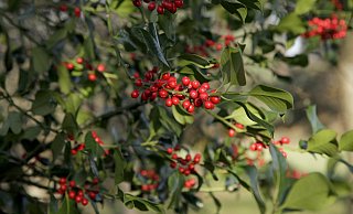 Farbenfroh im sonst eher kargen Winter: Die roten Beeren der Stechpalme - nicht zu verwechseln mit der Mahonie mit blauen Beeren - werden erst durch den Frost weich und taugen als Winterfutter für die Vögel. - Toman