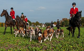 Schleppjagden wie diese im niedersächsischen Uelzen sind künftig in Bielefeld verboten. Die Hundemeute jagt dabei eine Geruchsspur, die Reitsportler folgen den English Foxhounds. - Symbolfoto: picture alliance / dpa