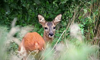 Zwei Rehe sind jetzt von Unbekantnen am westlichen Stadtarnd Espelkamps erschossen worden. Dort wurden sie ihres besten Fleisches beraubt und die Kadaver einfach an anderer Stelle wieder abgelegt. - Wiebke Hömann