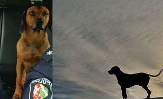 Ende der langen Flucht. Der Hund sitzt im Streifenwagen - nicht mehr frei, aber satt. - Polizei