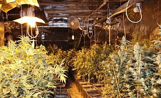 Bei der Razzia in Sommersell stießen die Beamten auf diese Drogenplantage. | - Polizei Höxter