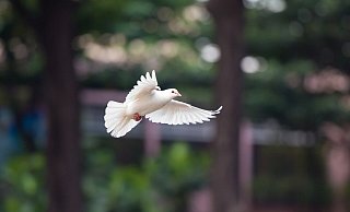  - Symbolfoto: Pixabay