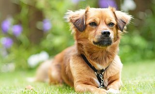 Klein, verschmust und selbstbewusst ist Charly. Und er hat ein kuschelig-weiches Fell. Chiwawa und Dackel könnten mit drin stecken, vermutet seine Besitzerin. - Peter Unger