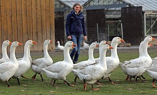 Die Tage sind gezählt: In knapp vier Wochen werden die Gänse vom Hof Storck geschlachtet. - Frank-Michael Kiel-Steinkamp