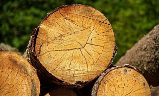 Das Fällen von Bäumen sorgt in Gütersloh immer wieder für Kritik.  - Symbolfoto/Pixabay