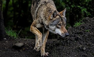 Rund um Steinhagen ist am Wochenende von mehreren Zeugen ein Wolf beobachtet worden. Hier ein Symbolbild. - Symbolbild/Pixabay