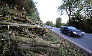 Vertrocknet: An der Bundesstraße 64 zwischen Höxter und Godelheim werden derzeit zahlreiche Buchen gefällt. Sie sind vertrocknet. - David Schellenberg