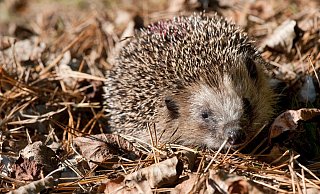 Vermehrt unterwegs: Im Herbst sind Igel häufiger zu sehen. Sie versuchen sich einen dicken Winterspeck anzufressen. - dpa