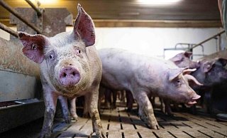 Schweine-Mastbetrieb in Niedersachsen. - Sina Schuldt/dpa