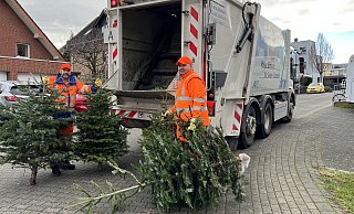 Die Mitarbeiter des ASP sammelten täglich mehr als 1.000 Bäume. - ASP Die Mitarbeiter des ASP sammelten täglich mehr als 1.000 Bäume. - ASP