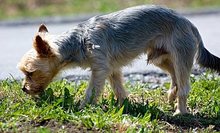 Tierhalter in Büren sind nach Funden von möglichen Giftködern zur Vorsicht aufgerufen. - (Symbolbild) Pixabay