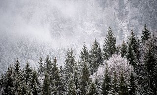 Viele Menschen wollen einen Weihnachtsbaum im Wald selbst schlagen. (Illustration) - Matthias Balk/dpa