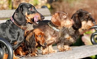 In Paderborn könnten Hundehalter bald einen QR-Code statt einer Hundemarke bekommen. - Roland Weihrauch/dpa