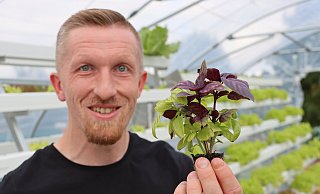 Michael Peine ist Landwirt im Kreis Höxter. Er züchtet Salate und Kräuter in Kunststoffrinnen. Hier zeigt er frisches Basilikum. - Alexander Graßhoff