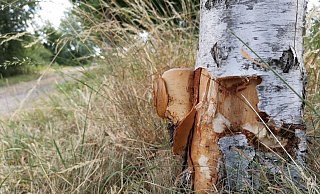 Zwischen der ehemaligen Reithalle an der Börstelstraße und dem Gewässer des Angelvereins Löhne sind sechs Bäume schwer beschädigt worden. - Susanne Barth