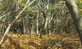 Der November ist bisher alles andere als nass und grau. - David Schellenberg