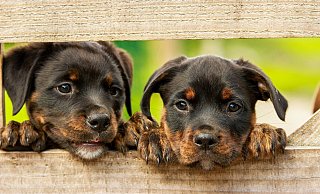 Die geretteten Tiere wurden bei einer Tierschützerin untergebracht. - Pixabay (Themenbild)