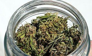 Im Eigenanbau soll die erlaubte Menge von 25 auf 50 Gramm getrocknetes Cannabis verdoppelt werden. - Jens Kalaene/dpa