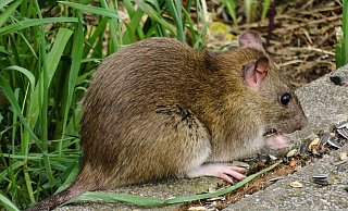 Manch einer findet sie possierlich. Ratten aber sind gefährliche Krankheitsüberträger. Sie tauchen gern immer wieder da auf, wo sie Nahrungsreste finden. - Pixabay