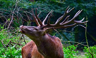 Rothirsch Hansi flämt und röhrt im Tierpark Olderdissen - sein stattliches Geweih ist jetzt zu haben. - Kurt Ehmke