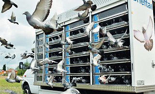 In einem speziellen Transporter werden die Brieftauben zu den Wettkämpfen gefahren. - Verband Deutscher Brieftauben
