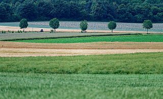 In der EU sollen mehr Bäume gepflanzt sowie Moore und Flüsse in ihren natürlichen Zustand zurückversetzt werden. - Henning Kaiser/dpa
