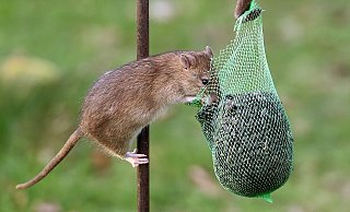 Danke: Ratten lieben Vogelfutter. Hier eine Wanderratte - auch sie gilt als Schädling und Krankheitsüberträger. - NW