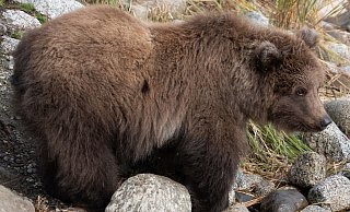 Das Bären-Jungtier 806 mit dem Spitznamen «Pummeliger Prinz» ist im September bereits gut genährt. - Jimenez/Carmack/National Park Service/dpa