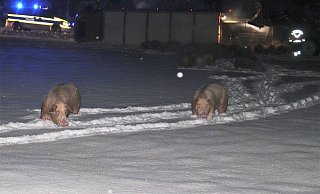 15 Schweine kamen bei dem Unfall ums Leben. Viele weitere liefen unkontrolliert im Schnee herum. - Polizei