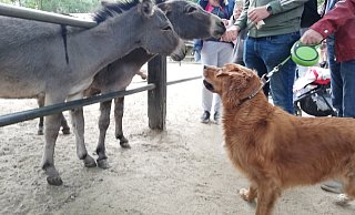 Im Tierpark Ströhen treffen sich Zwei- und Vierbeiner. An Pfingsten beschnupperten sich dabei auch Esel und Hunde - und blieben ganz entspannt. - Joern Spreen-Ledebur