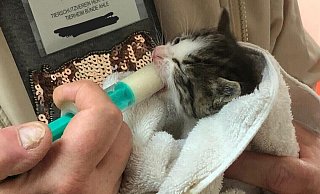 Die Katzenbabys müssen zum Teil noch mit einer Spritze gefüttert werden. - Tierheim Bünde