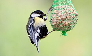 Ein Bild aus besseren Tagen, denn diesen Winter droht vielen Meisen eine strenge Diät wegen unersättlicher Waschbären und Ratten. - Pixabay/steffen-v