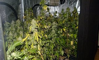 In der Wohnung wurde eine Aufzuchtanlage für Drogen entdeckt.. - Polizei Minden-Lübbecke