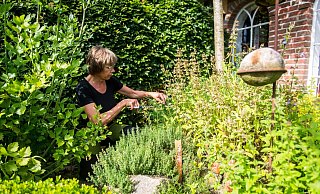Internationale Kräuter sorgen für Abwechslung im Garten - und in der Küche. - Benjamin Nolte/dpa-tmn